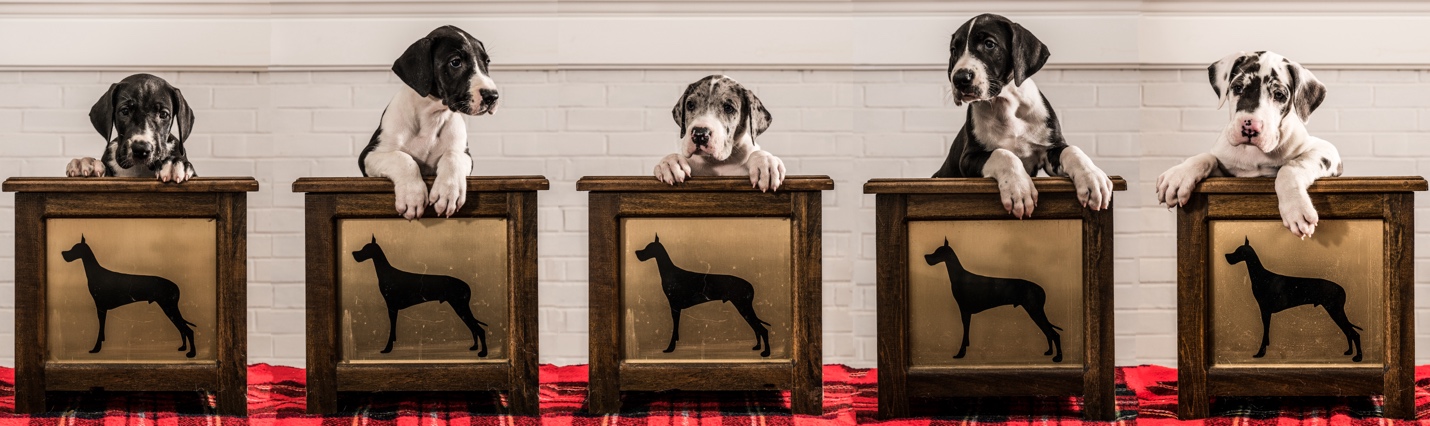 Davisdane Great Dane puppies